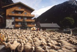 Location Champagny-en-Vanoise : Fin d'été, la transumance...